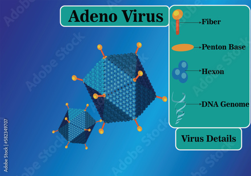 Diagram of Adenovirus Adenoviridae artificial 3D icon virus with icosahedral nucleocapsid containing a double stranded DNA genome RNA virus. photo