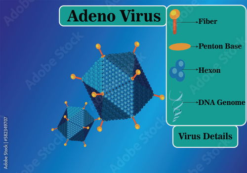 Diagram of Adenovirus Adenoviridae artificial 3D icon virus with icosahedral nucleocapsid containing a double stranded DNA genome RNA virus.