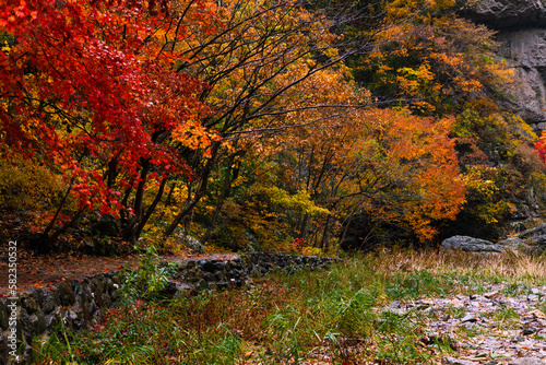 Autumn, rainy mountain and forest landscape. Colorful maple trees wet with rain. Juwangsan National Park, South Korea.