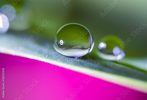 Water droplets close-up on the stem of the plant.