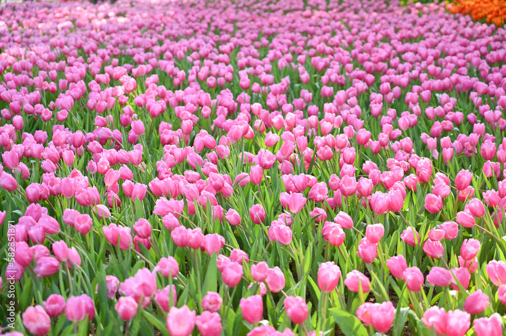 beautiful pink tulip in the garden, natural background