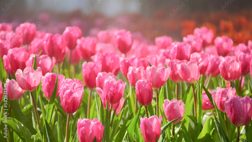 Fototapeta premium beautiful pink tulip in the garden, natural background