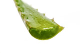 close-up of a cut aloe vera branch