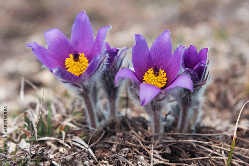 First spring flowers Pulsatilla halleri or pulsatilla taurica in nature