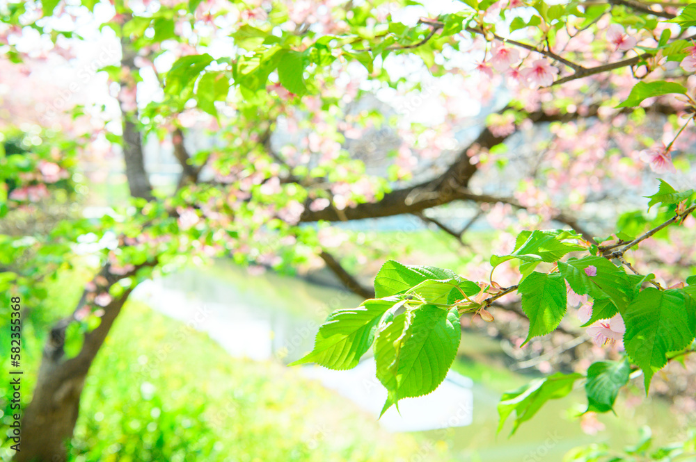 Obraz premium 葉桜 素材 イメージ