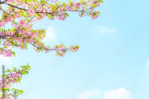 葉桜　素材　イメージ
