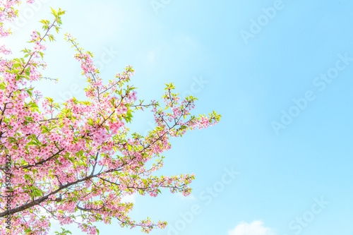 葉桜 素材 イメージ © 秋実 鶴谷