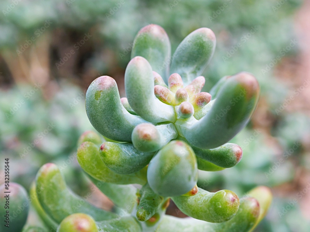 succulent plant Jelly Bean ,Sedum rubrotinctum or Sedum ,pork and beans ,Crassulaceae with soft focus ,macro succulent plant ,The leaves change colour from green to red during the summer months