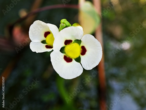 Closeup white Sagittaria montevidensis flower ,three-petalled lily ,California Aztec Arrowhead ,fiecha de agua plants with sunshine for pretty background ,macro image ,tropical flowers plants photo