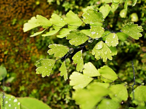 Drops on green leaves foliage Adiantum trapeziforme ,giant maidenhair ,Sicily ,diamond Maidenhair fern ,venus Ferns ,Venushair ,soft selective focus for pretty background ,greenery in spring raindrops photo