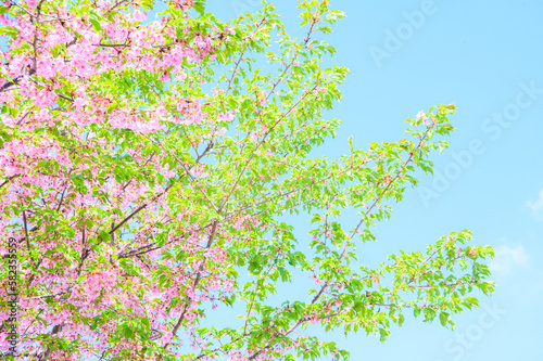 葉桜 素材 イメージ