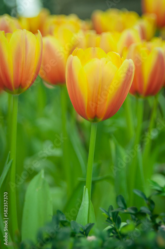 Orange-yellow hybrid Darwin tulips are blooming in a spring garden. Floral background with bokeh.