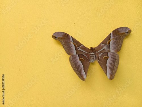 butterfly on a wall