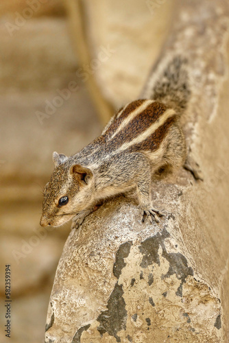 Portrait of Indian Palm Squirrel photo