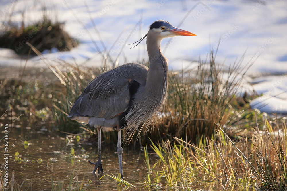 Fototapeta premium Great Blue Heron posing for camera