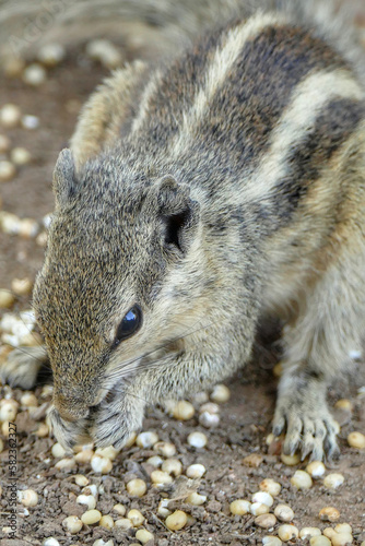 Portrait of Indian Palm Squirrel