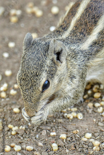 Portrait of Indian Palm Squirrel photo