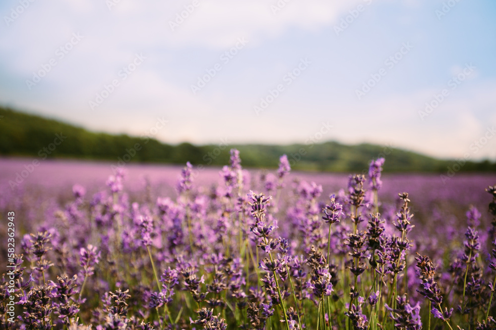 Fototapeta premium lavender fields in the south of france