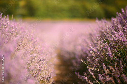 legendary provence lavender fields france photo