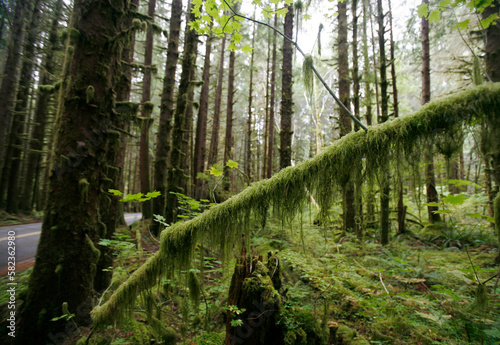Moss on Trees in Rainforest photo