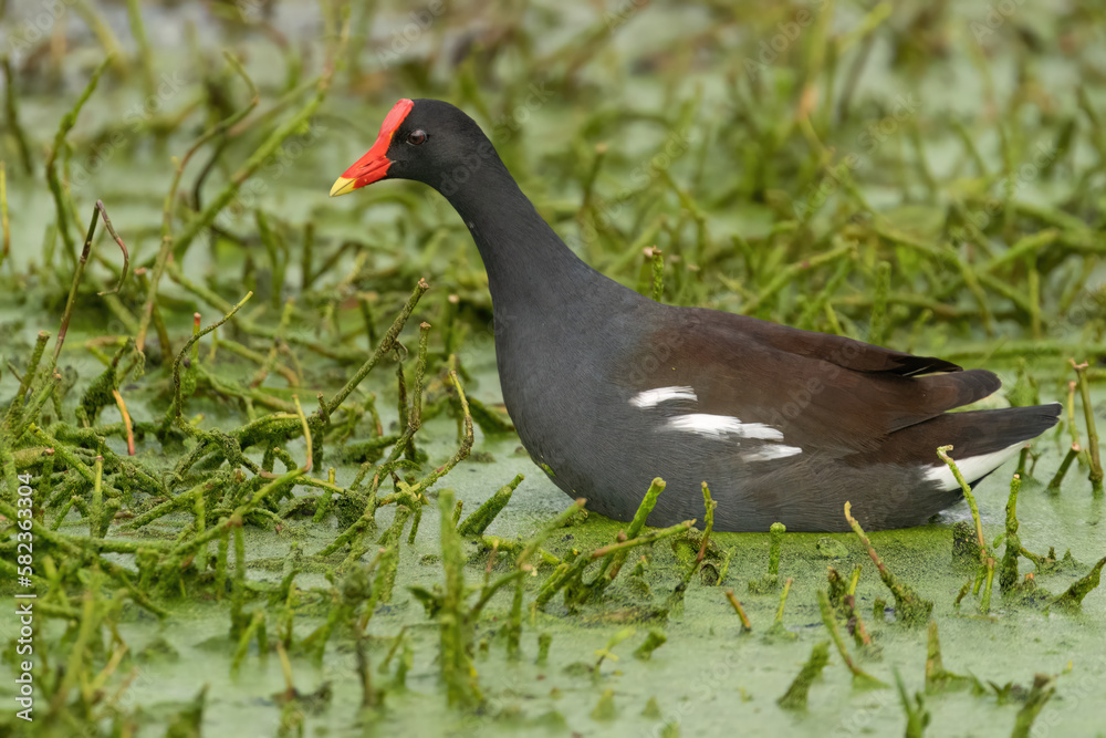 A Common Gallinule Searching for Vegetation to Eat A Common Gallinule Searching for Vegetation to Eat