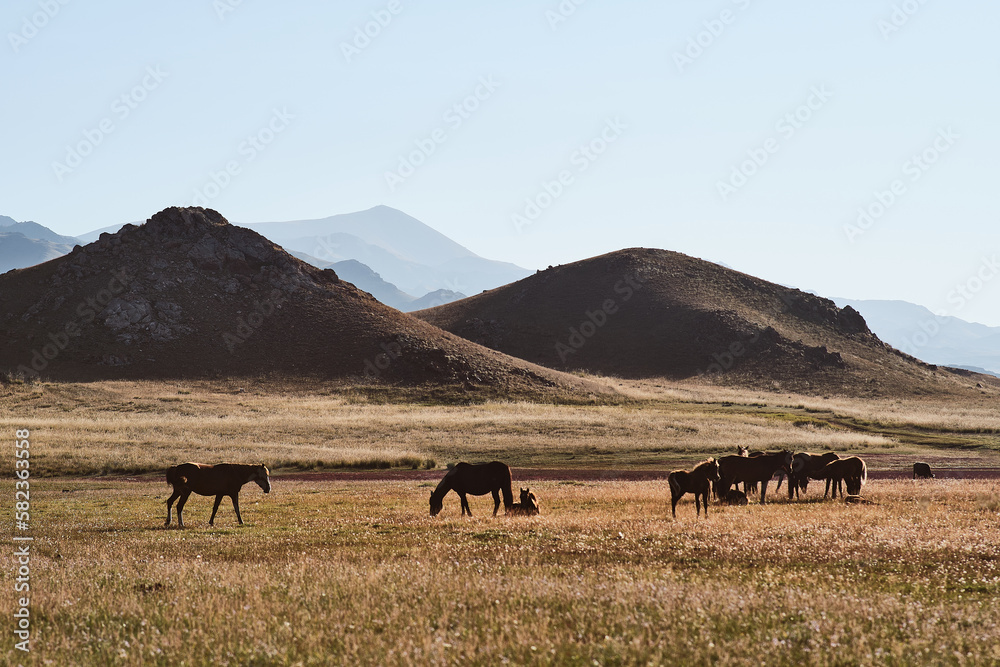 Horses standing on field, lake and hills on the background