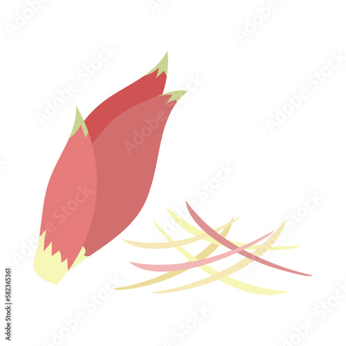 ミョウガ（花みょうが）。フラットなベクターイラスト。
Japanese ginger. Flat designed vector illustration.
