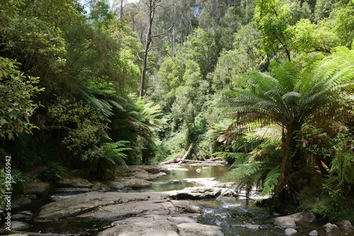 Baumfarne und Bach im Regenwald Australien