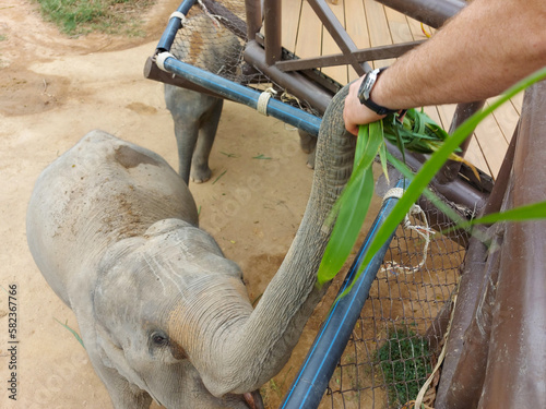 The hand of a man feeding an elephant at the Elephant Home on Samui in Thailand