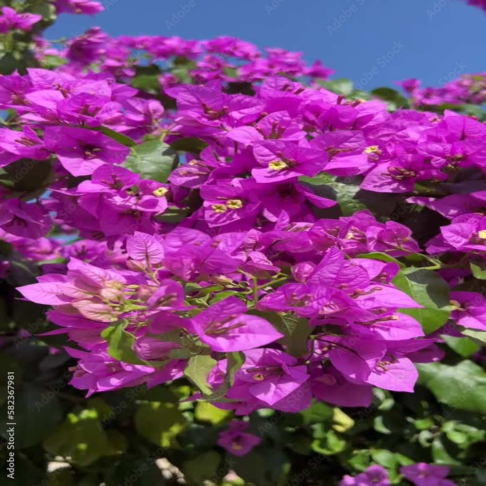 Beautiful flowers pink bougainvillea bush in the garden. Beautiful flowers pink bougainvillea bush in the garden.