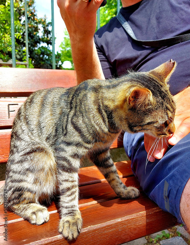 A gray striped cat sits on a bench next to a man and licks his hand