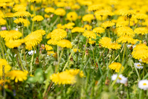 The entire frame filled with spring yellow dandelion flowers.