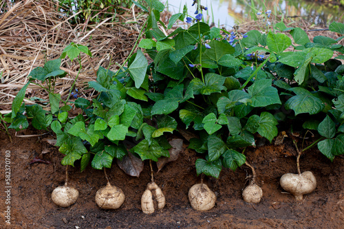 Organic yam bean harvest in the fields.. photo