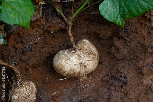 Organic yam bean harvest in the fields..
