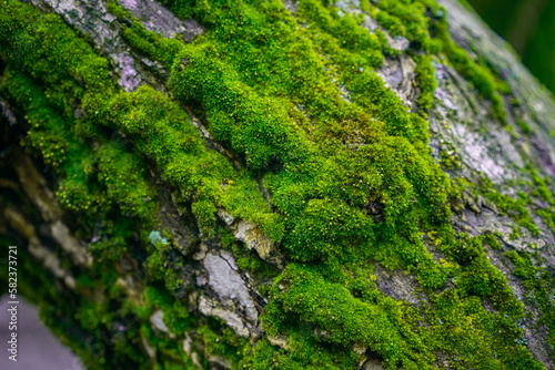 moss on the bark of tree