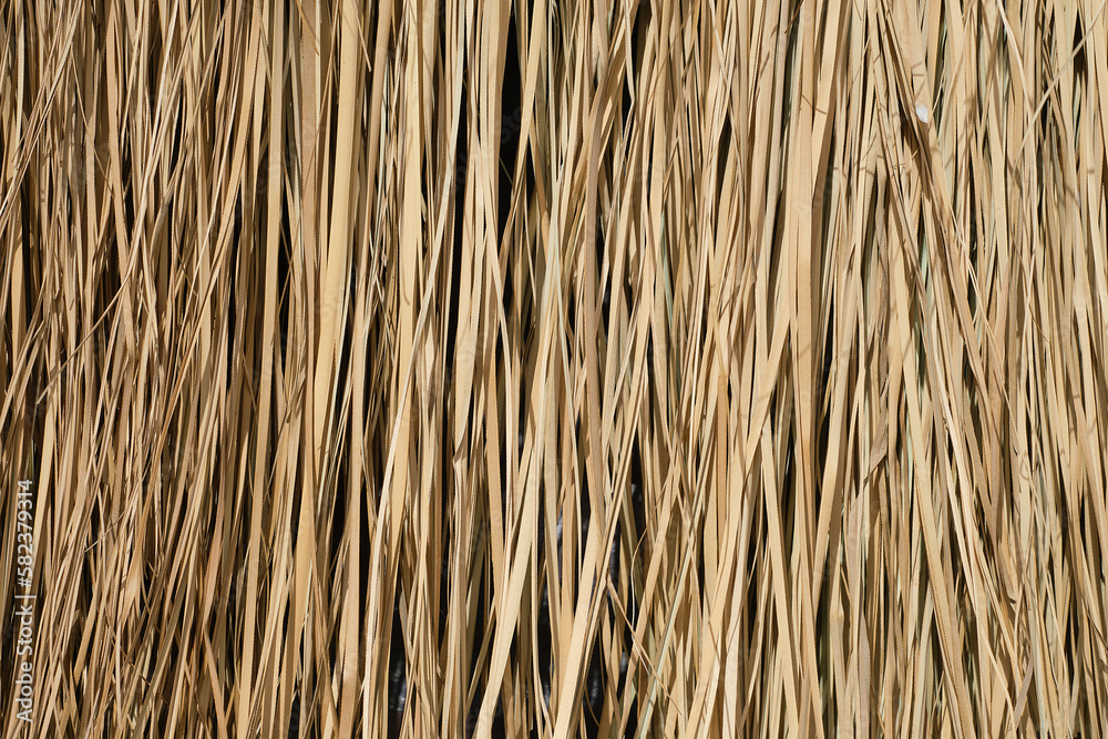 Dry sedge background used as a roof or sunshade, close up of natural dry grass background, creative layout idea or flat lay for advertising card or invitation Dry sedge background used as a roof or sunshade, close up of natural dry grass background, creative layout idea or flat lay for advertising card or invitation