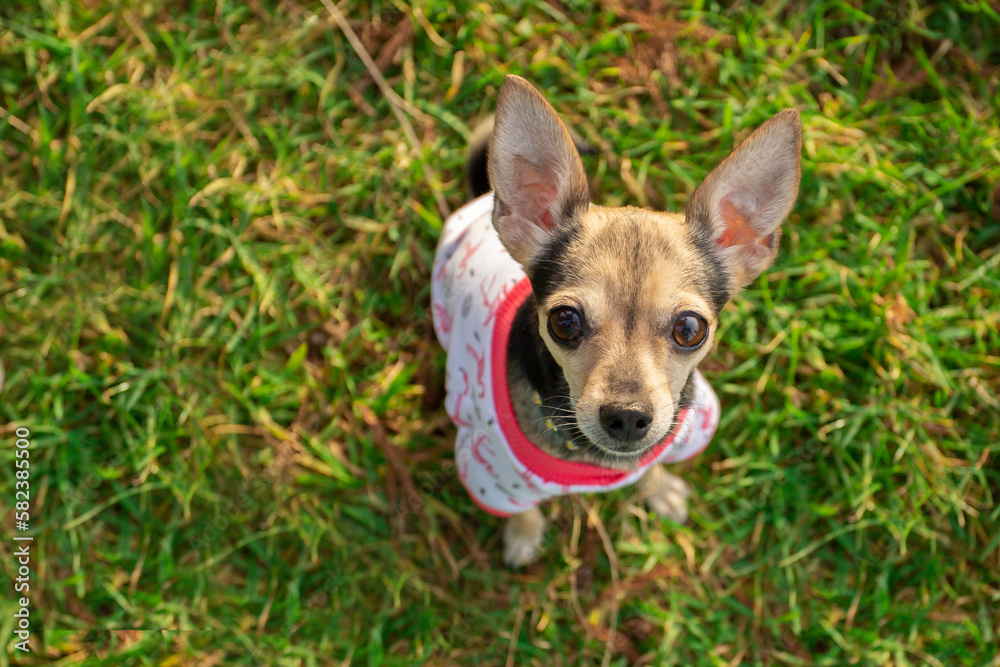 dog on the grass, cute little pet in the park, happy pet in summer in dog clothes, pet protection from ticks in spring season, copy space, top view
