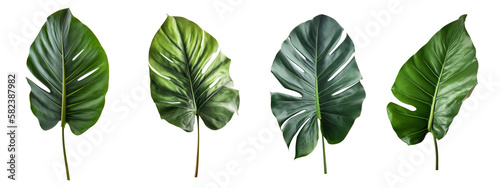 Set of large leaves of a tropical plant on a transparent background, PNG. Isolated elements for the design. AI generated.