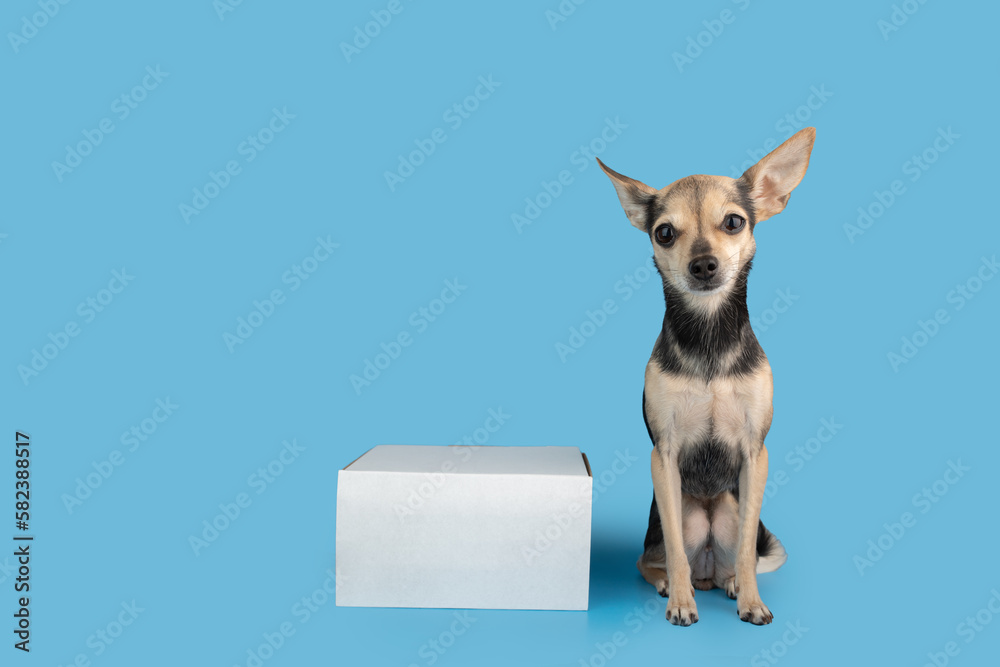 pet shop delivery, dog box, animal shipping, a dog with a parcel on a blue background