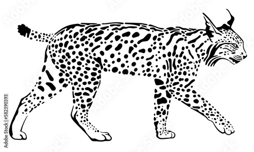 iberian lynx black and white vector illustration isolated on white