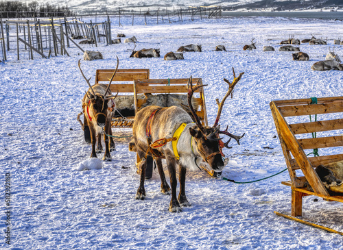 Reindeer in Norway with sleigh