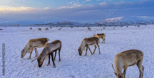 Reindeer in Norway