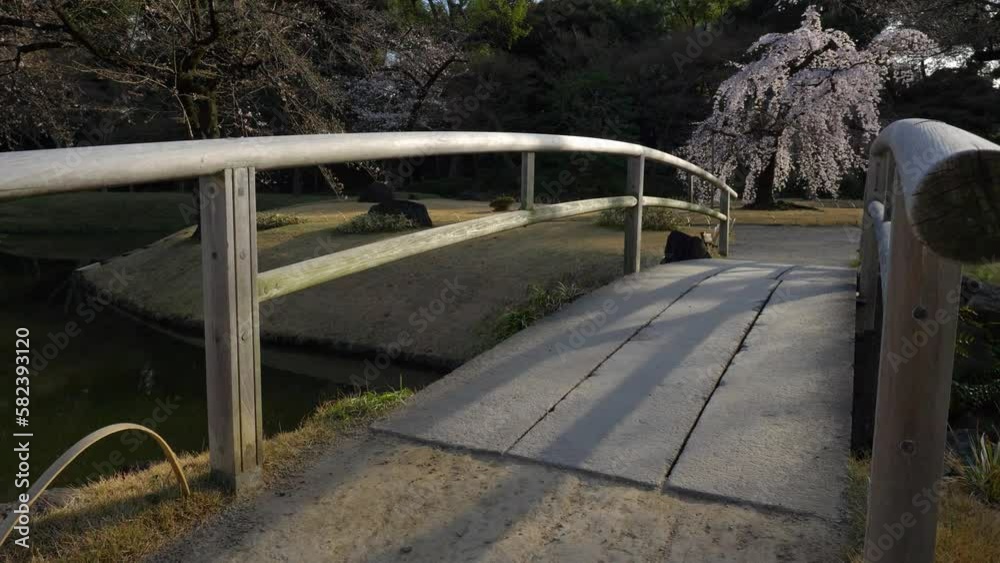 Japanese garden in springtime, ancient wooden bridge inTokyo, Japan, peaceful meditation garden in spring with sakura in bloom Japanese garden in springtime, ancient wooden bridge inTokyo, Japan, peaceful meditation garden in spring with sakura in bloom