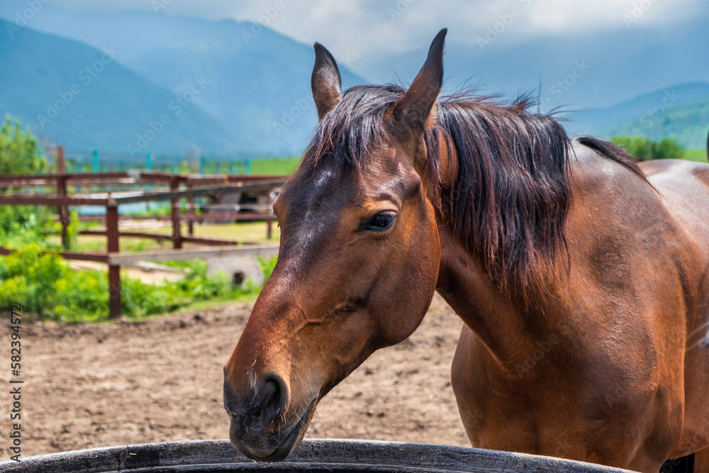 Obraz premium portrait of a horse