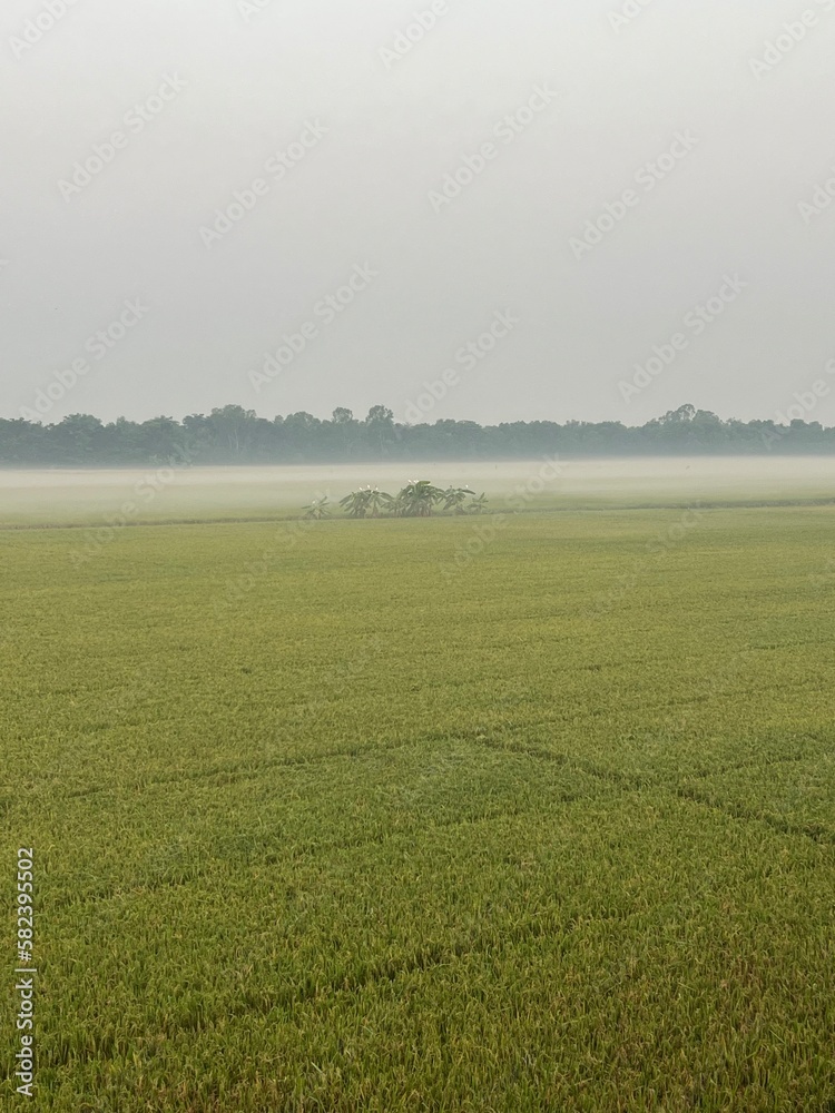 Obraz premium Green rice field in the morning. White fog. Sky and white clouds, green field, farmland.