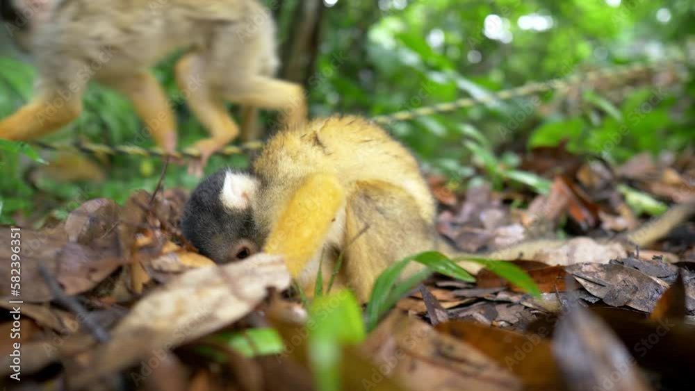 Cute monkey in the jungle, small squirrel monkey in exotic rainforest wildlife park looking for food in the woods Cute monkey in the jungle, small squirrel monkey in exotic rainforest wildlife park looking for food in the woods