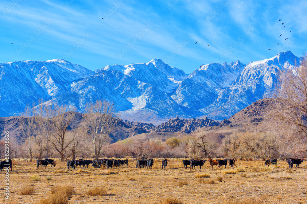 Cows Grazing on a Field with a Snowy Mountain View