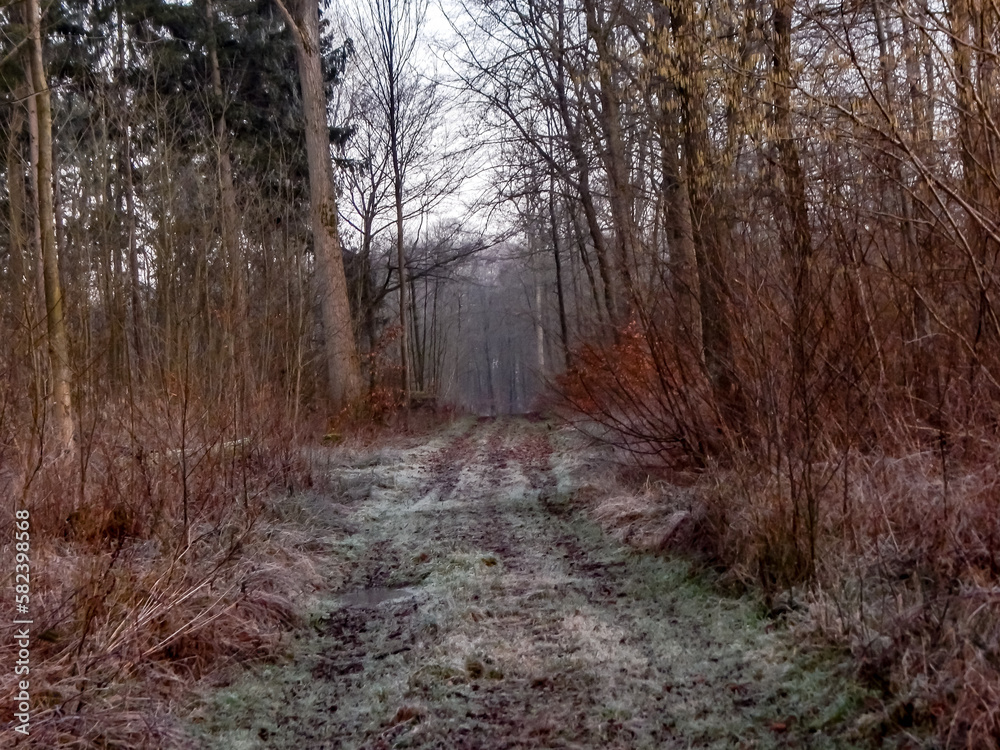 Obraz premium path in the forest