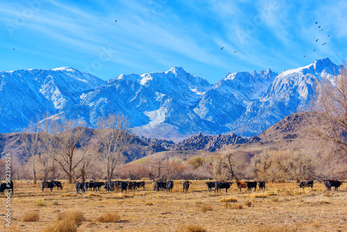 Cows Grazing on a Field with a Snowy Mountain View