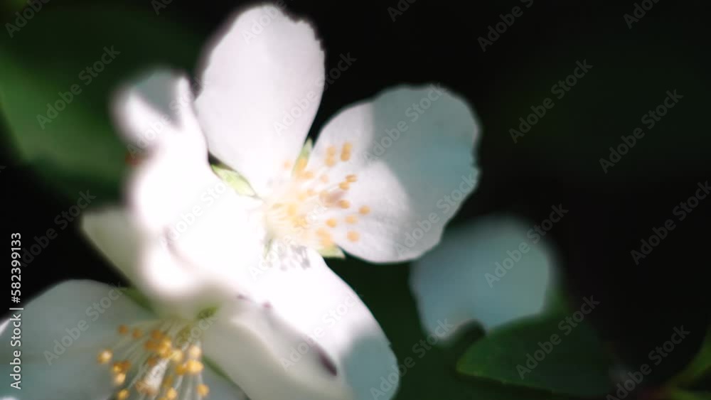 Jasmine flower Murraya paniculata steals the spotlight with selective focus, set against a blurred background. Shot on an early spring morning, the flower appears to be in its prime. Selective focus Jasmine flower Murraya paniculata steals the spotlight with selective focus, set against a blurred background. Shot on an early spring morning, the flower appears to be in its prime. Selective focus